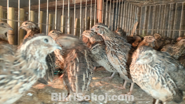 জাপানি কোয়েল